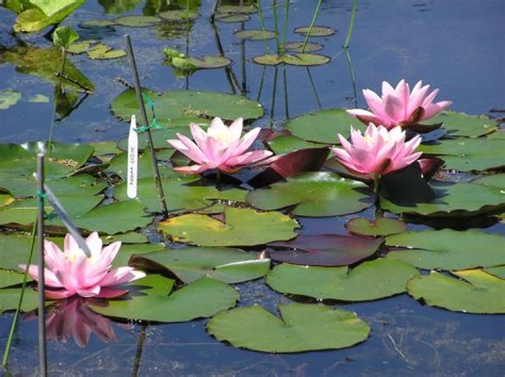 What are water lilies good for
