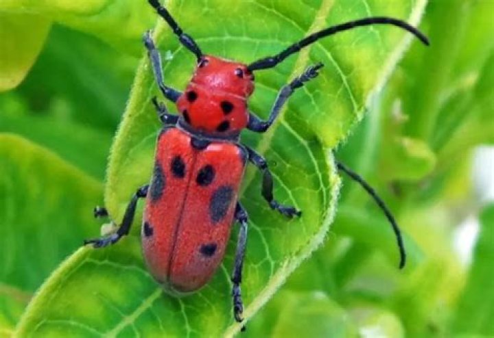 What bug is red with black spots