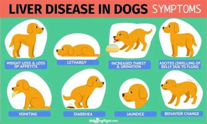 What can you give a dog who has gas