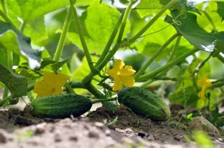What can you not plant near cucumbers