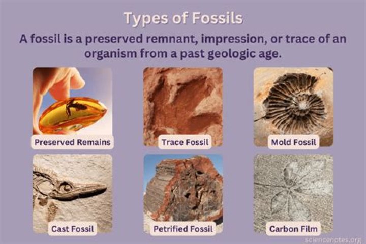 What cant fossils tell us