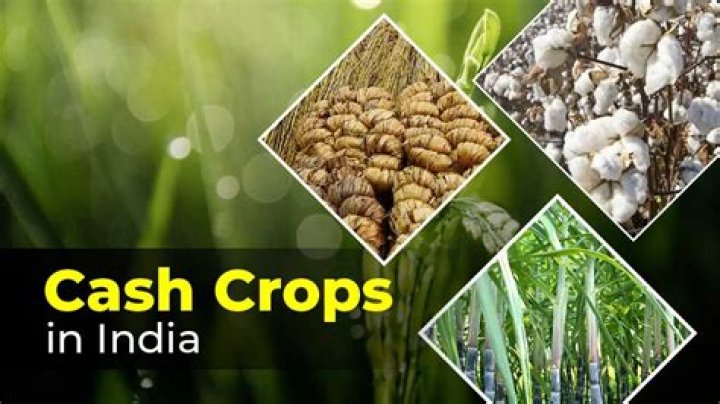 What cash crops are grown in Jamaica