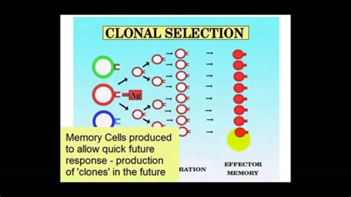 What causes clonal selection