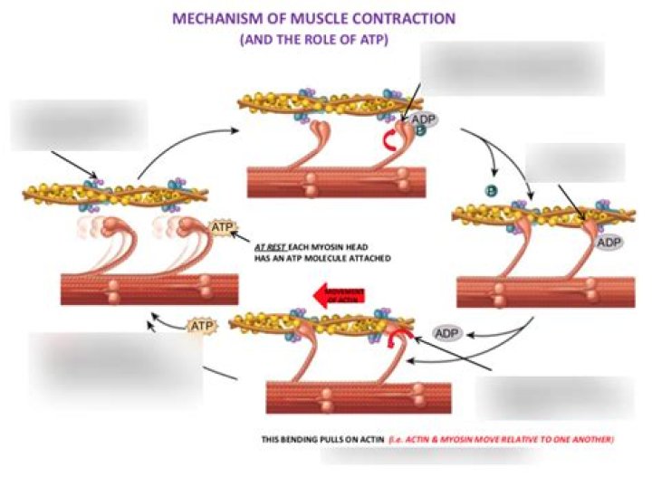 What causes mechanical force muscle contraction