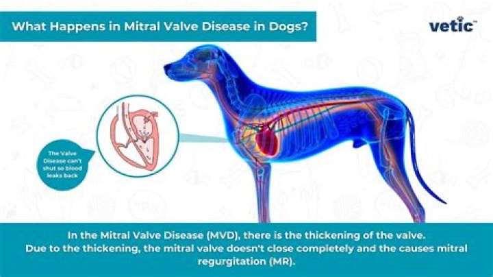 What causes mitral valve disease in dogs