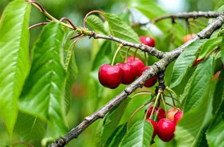 What climate does cherry trees grow in