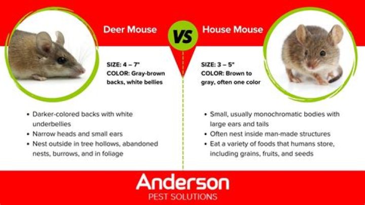 What color are deer mice