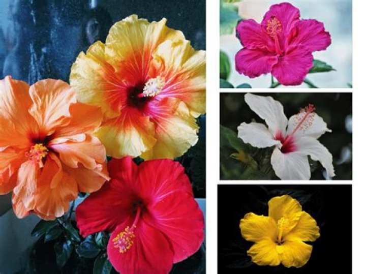What color do hibiscus flowers come in