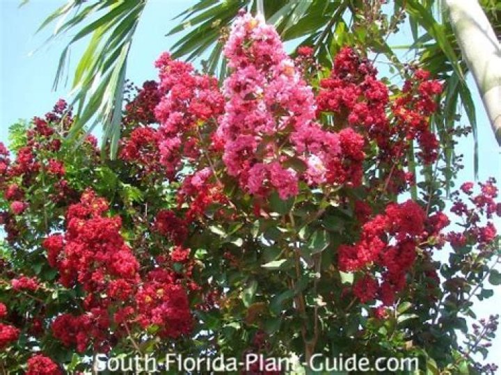 What color is dynamite crape myrtle
