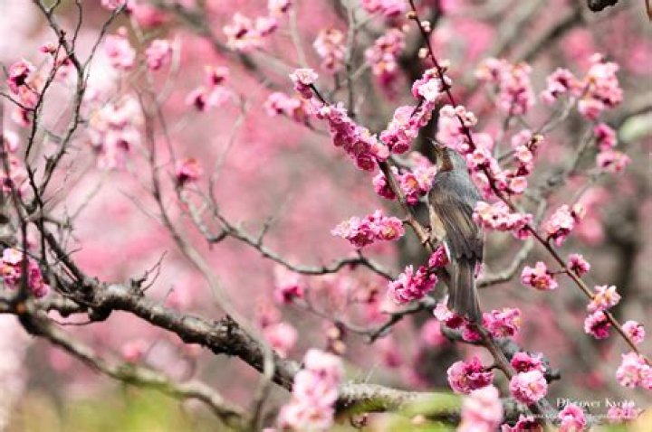 What Colour is plum tree blossom