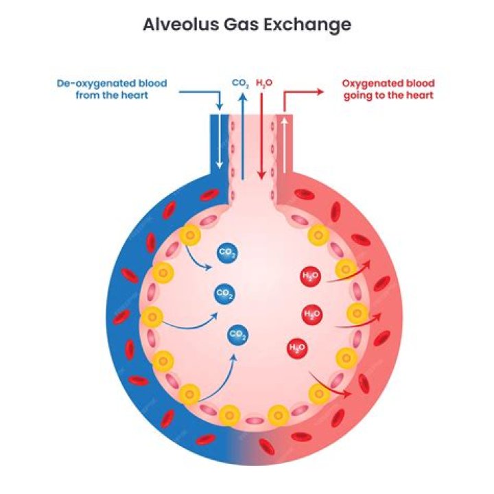 What could cause a problem with gas exchange