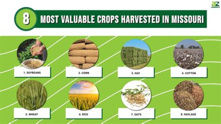 What crops can be dry farmed
