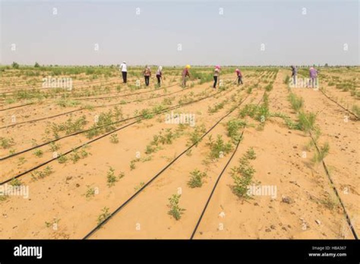 What crops grow well in the desert