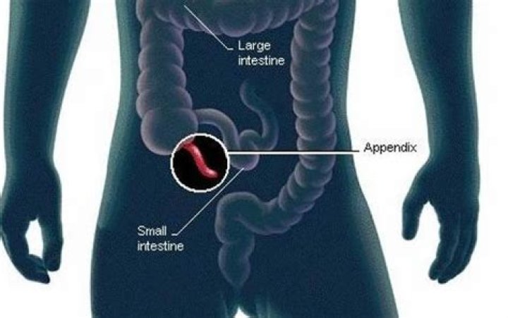 What did the appendix do