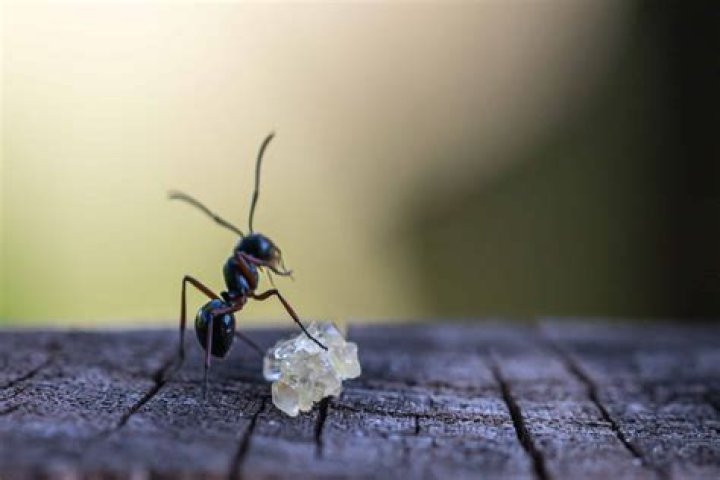 What do ant farm ants eat