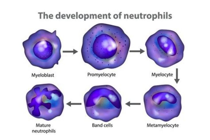 What do band neutrophils mean