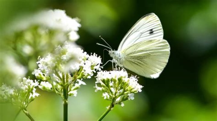 What do cabbage white butterflies eat