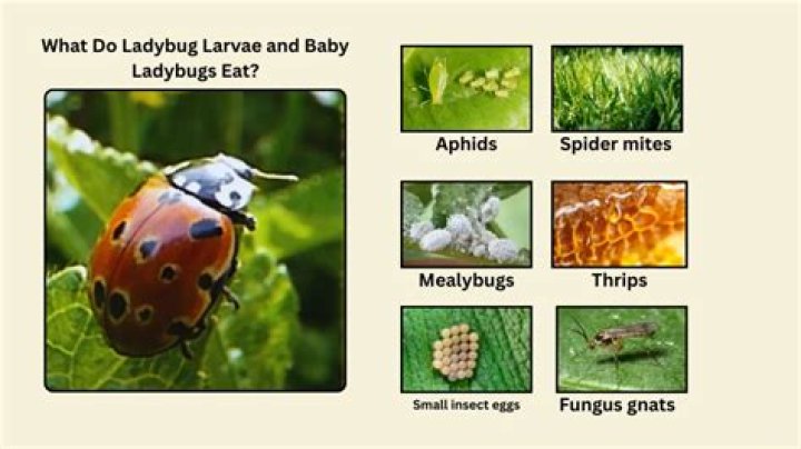 What do ladybugs like to eat and drink