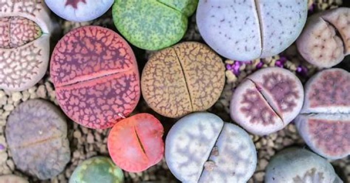What do Lithops do