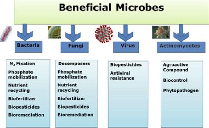 What do microbes use ATP for