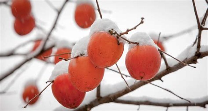 What do persimmons mean for winter