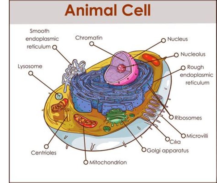What do rough endoplasmic reticulum Golgi apparatus and lysosomes have in common