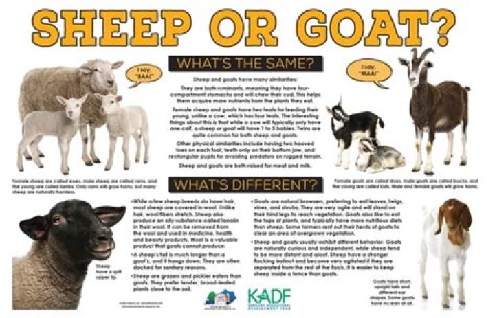 What do sheep symbolize in the Alchemist