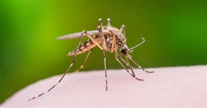 What do small mosquitoes look like