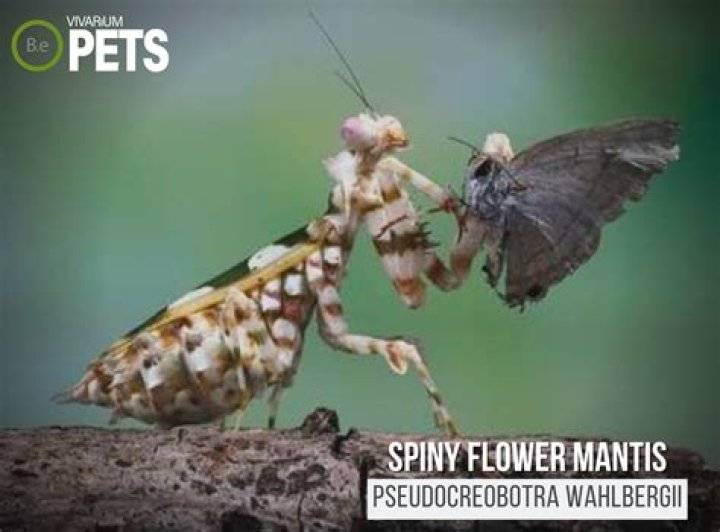 What do Spiny Flower Mantis eat