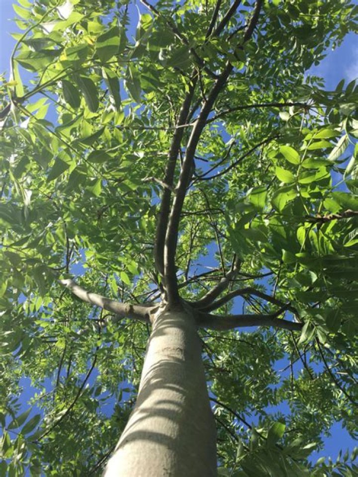 What does a black ash tree look like