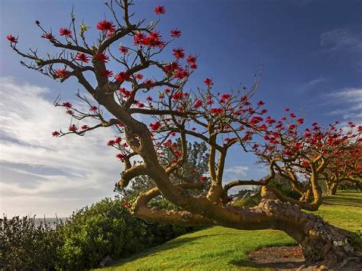 What does a coral tree look like