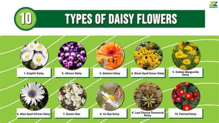 What does a daisy taste like