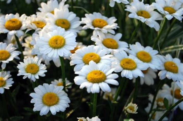 What does a wild daisy look like