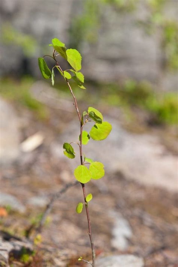 What does an aspen sapling look like