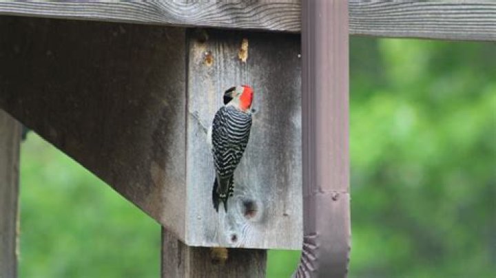 What does it mean if a woodpecker is pecking my house