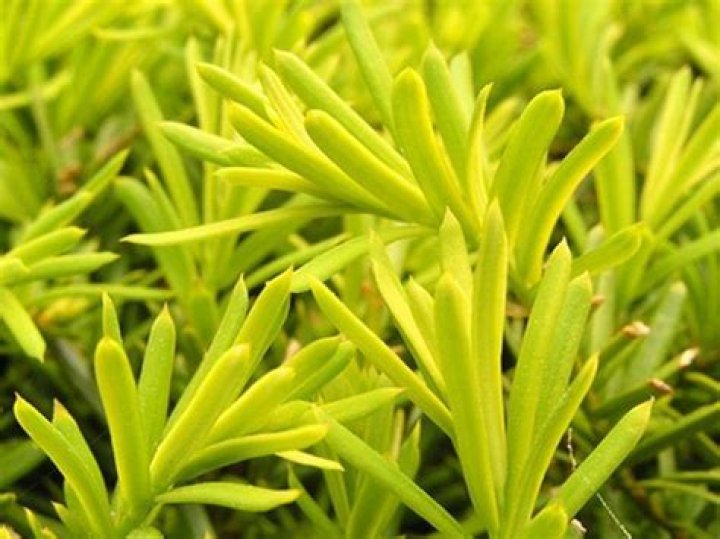 What does it mean when plants turn light green