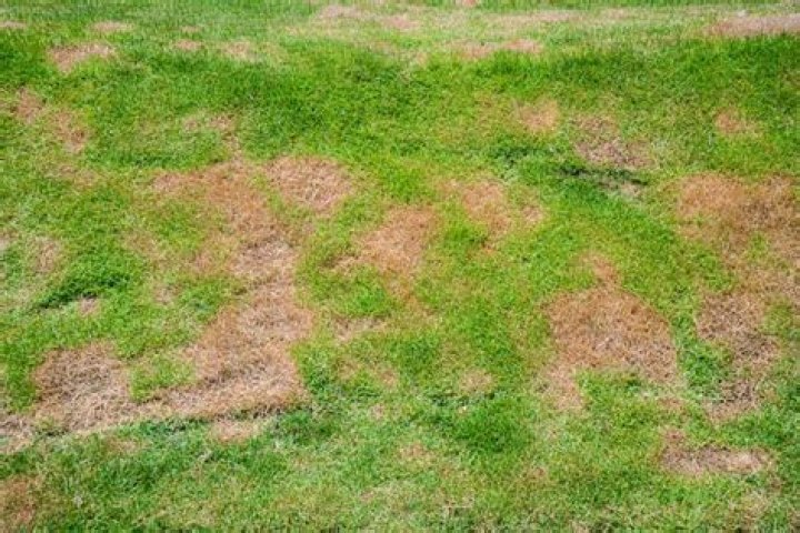 What does lawn fungus look like