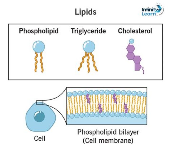 What does lipid A do