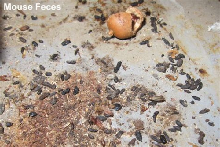 What does mouse feces smell like