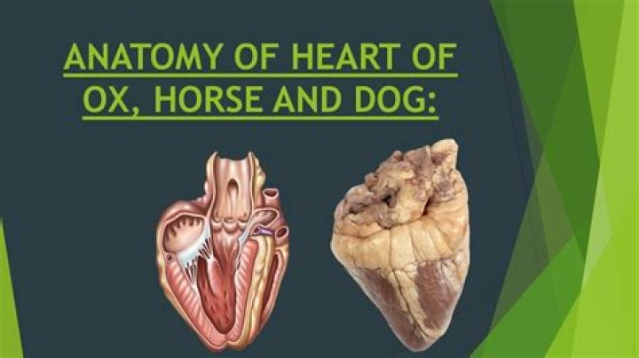 What does ox heart taste like