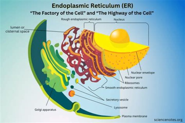 What does reticulum mean in science