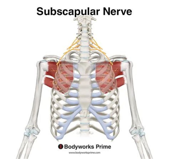What does the lower Subscapular nerve innervate