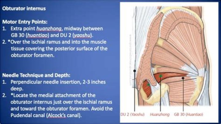 What does the obturator Internus do