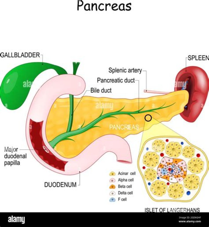 What does the pancreatic duct do