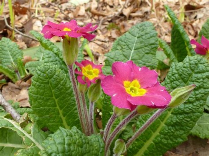 What does the primrose flower look like