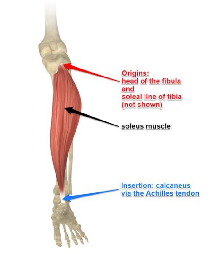 What does the soleus muscle do