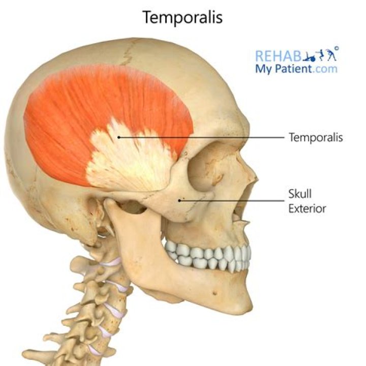 What does the temporalis do