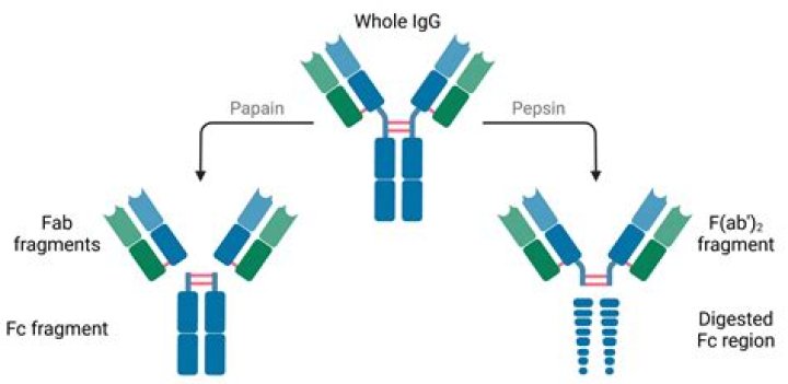 What enhances Ficin antibodies