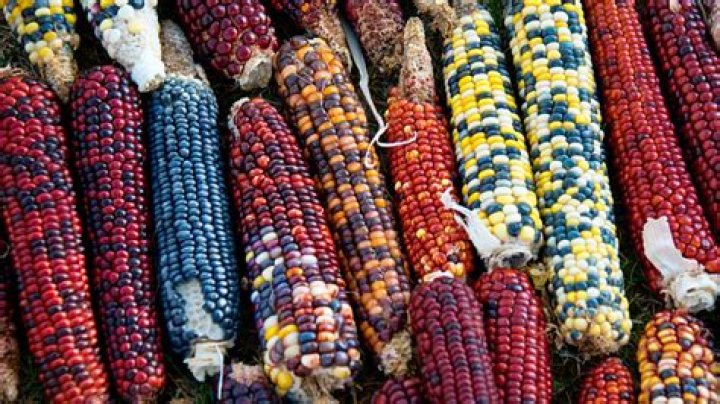 What foods are native to Mexico