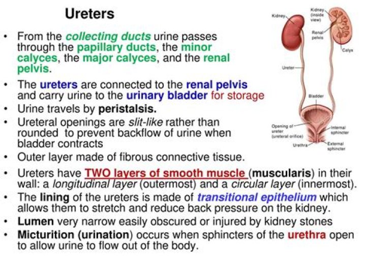 What forces cause urine to move through the ureters and toward the urinary bladder